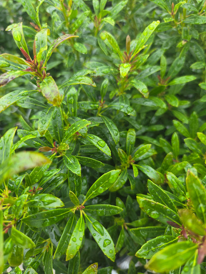 Gem Box Holly - photo 2