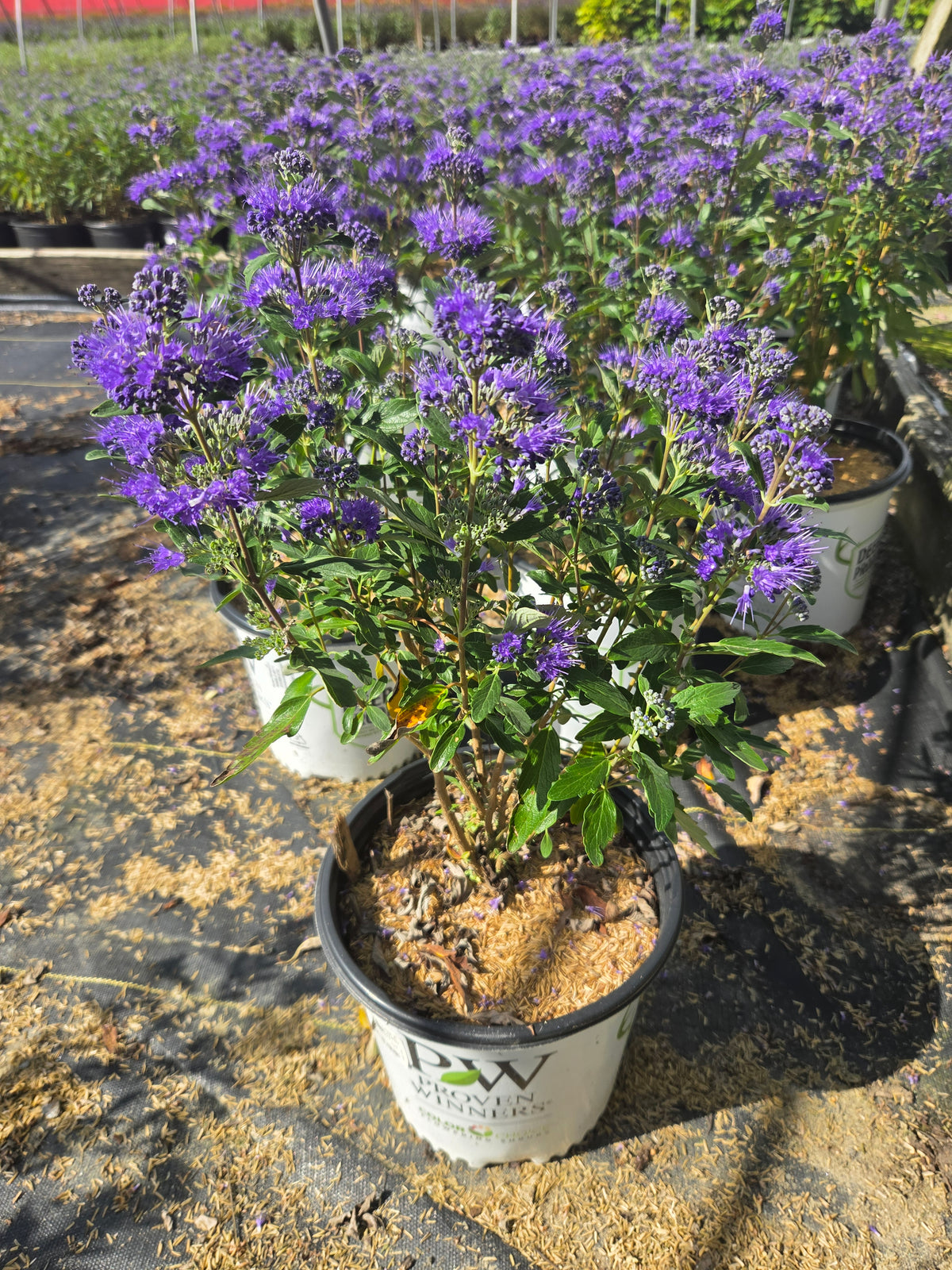 Beyond Midnight Bluebeard (Caryopteris x clandonensis 'Beyond Midnight')