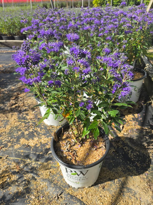 Beyond Midnight Bluebeard (Caryopteris x clandonensis 'Beyond Midnight')