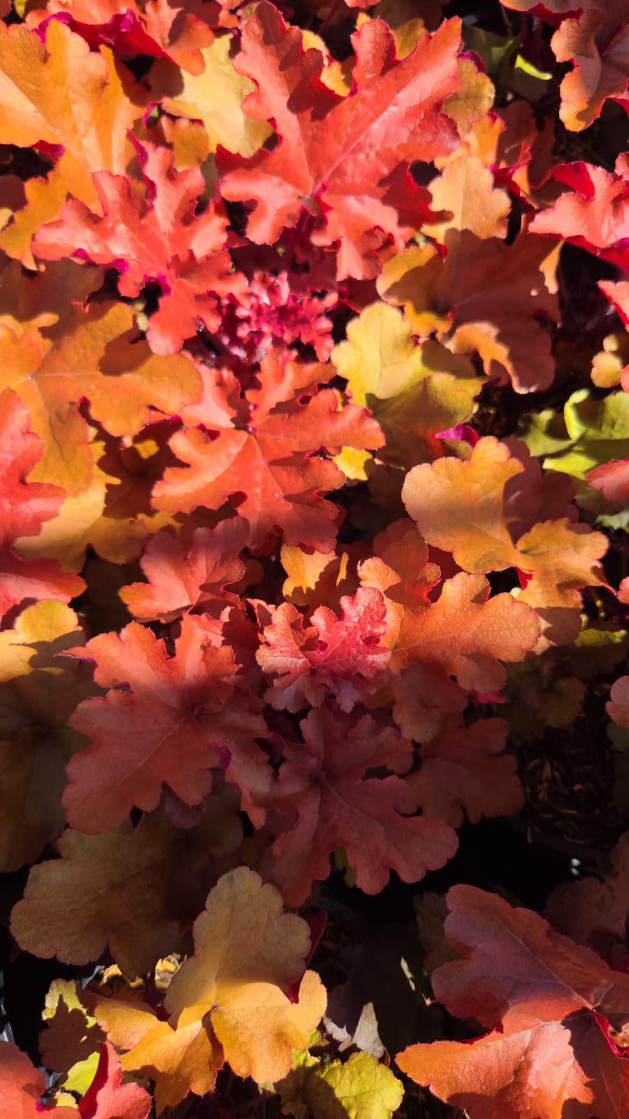 Red Sea Coral Bells (Heuchera 'Red Sea')