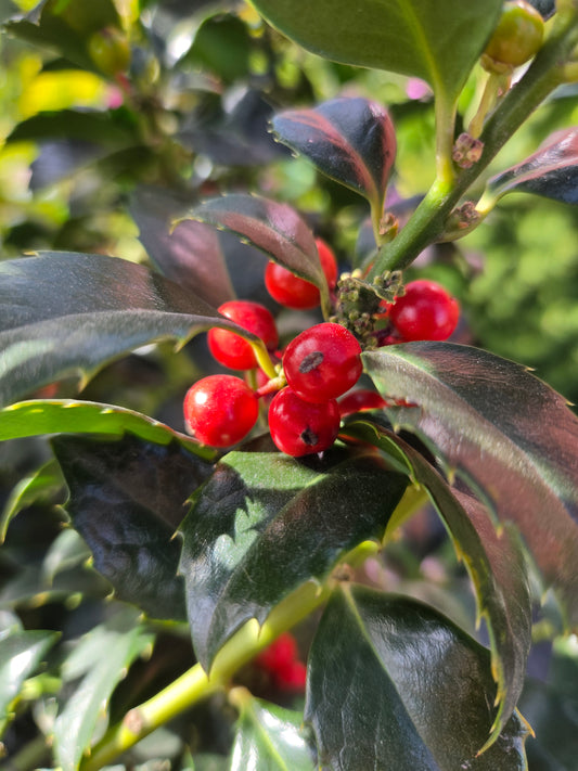 Castle Spire® | Holly