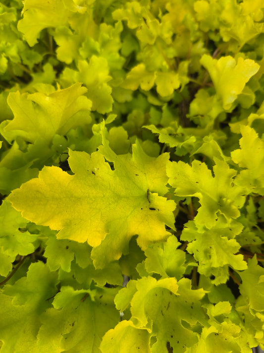 Lime Marmalade Coral Bells (Heuchera 'Lime Marmalade')