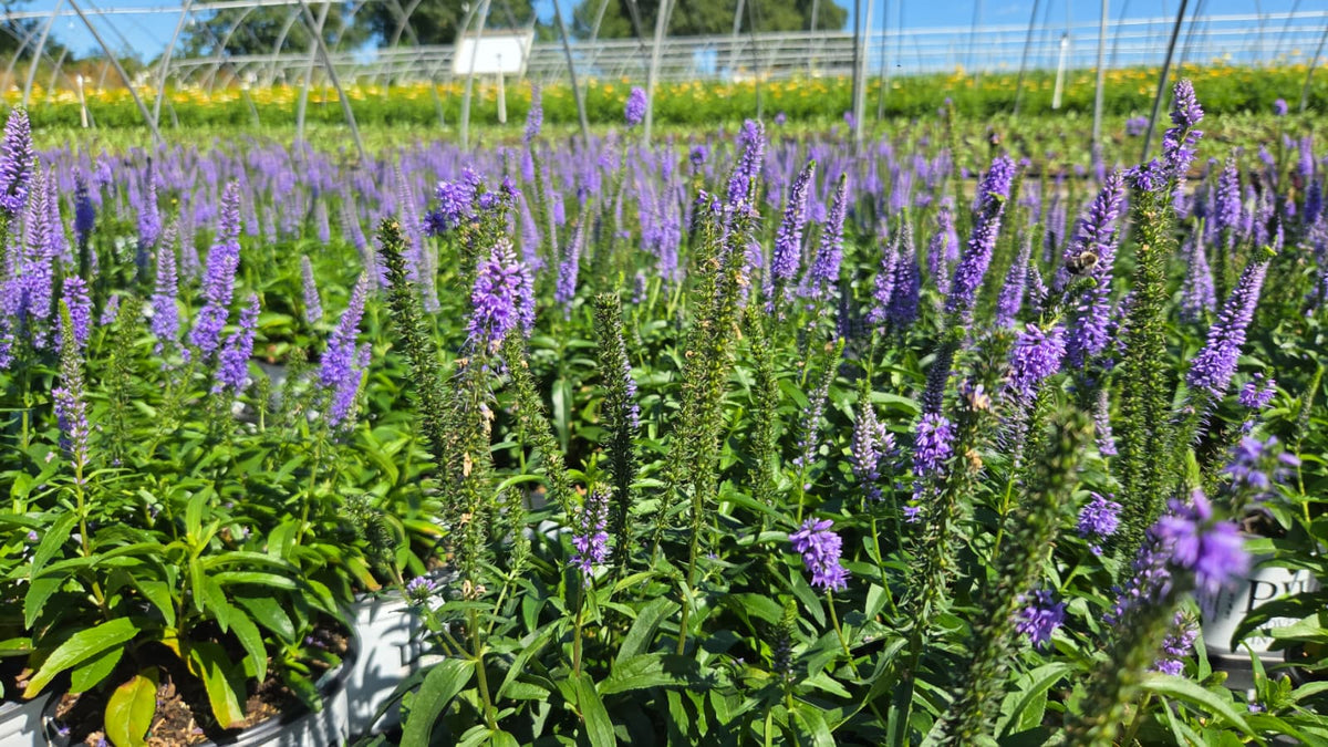 Ever After Speedwell - photo 2