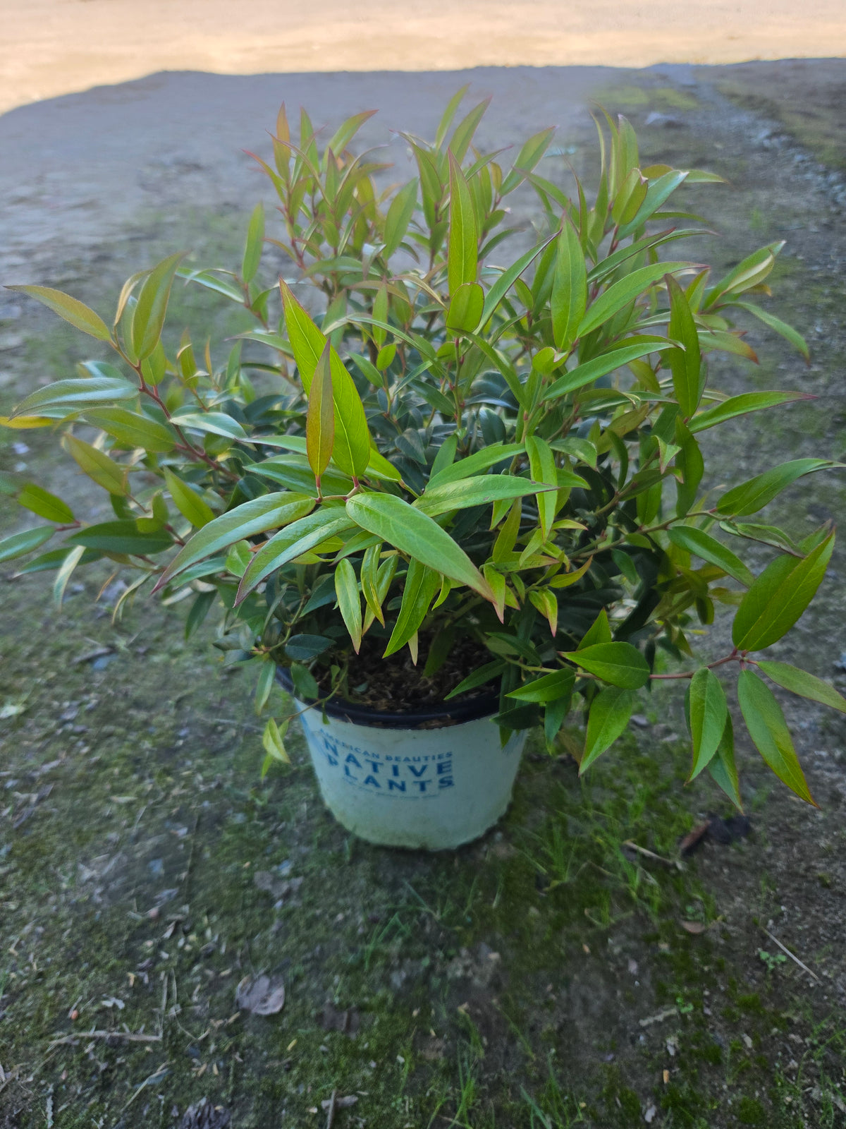 Squirt Leucothoe (Leucothoe axillaris 'Squirt')