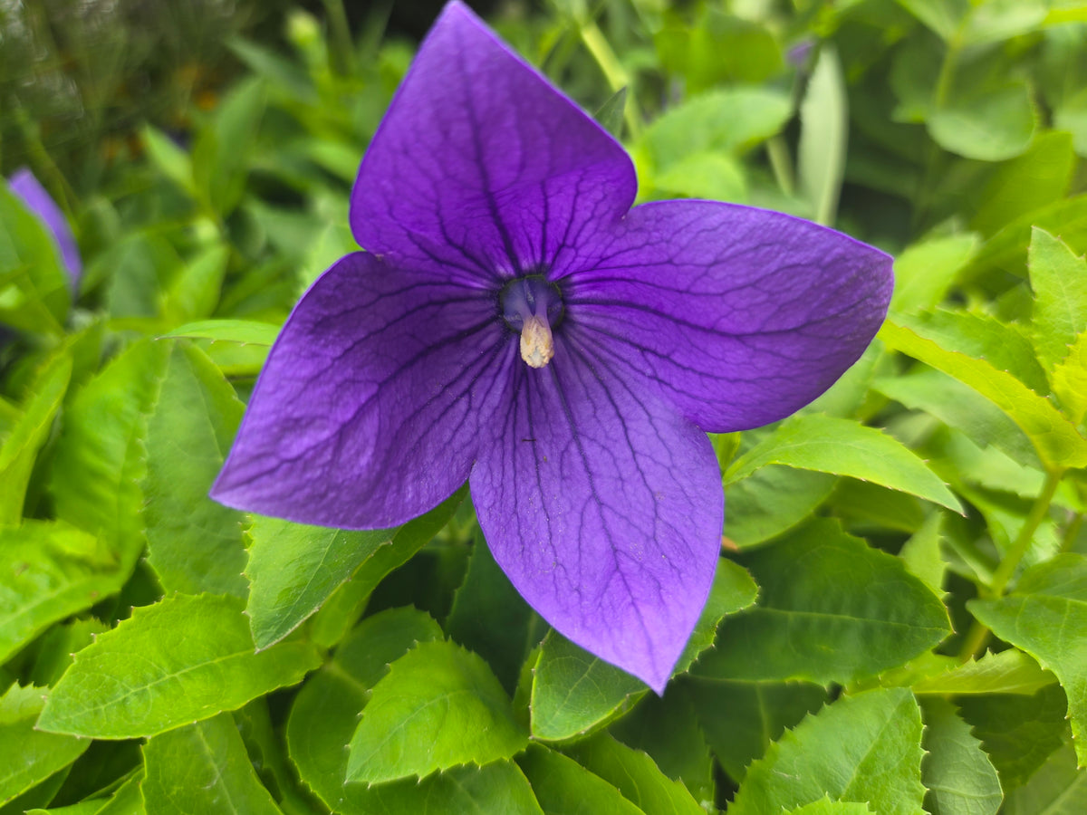 Astra Blue Balloon Flower (Platycodon grandiflorus 'Astra Blue')