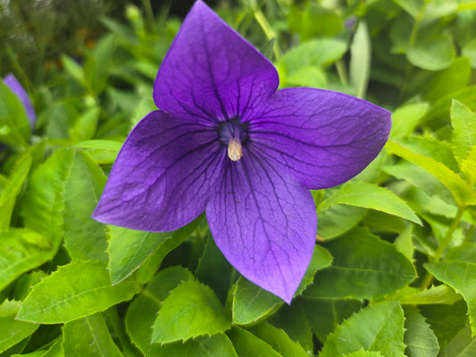 Astra Blue Balloon Flower (Platycodon grandiflorus 'Astra Blue')