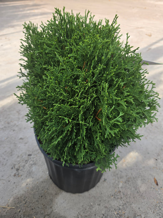 Hetz Midget Arborvitae - photo 2