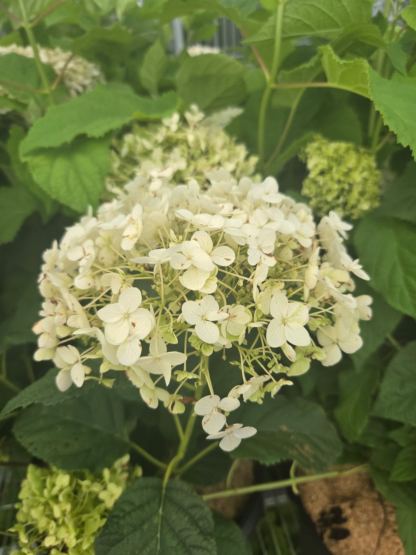 Annabelle | Hydrangea