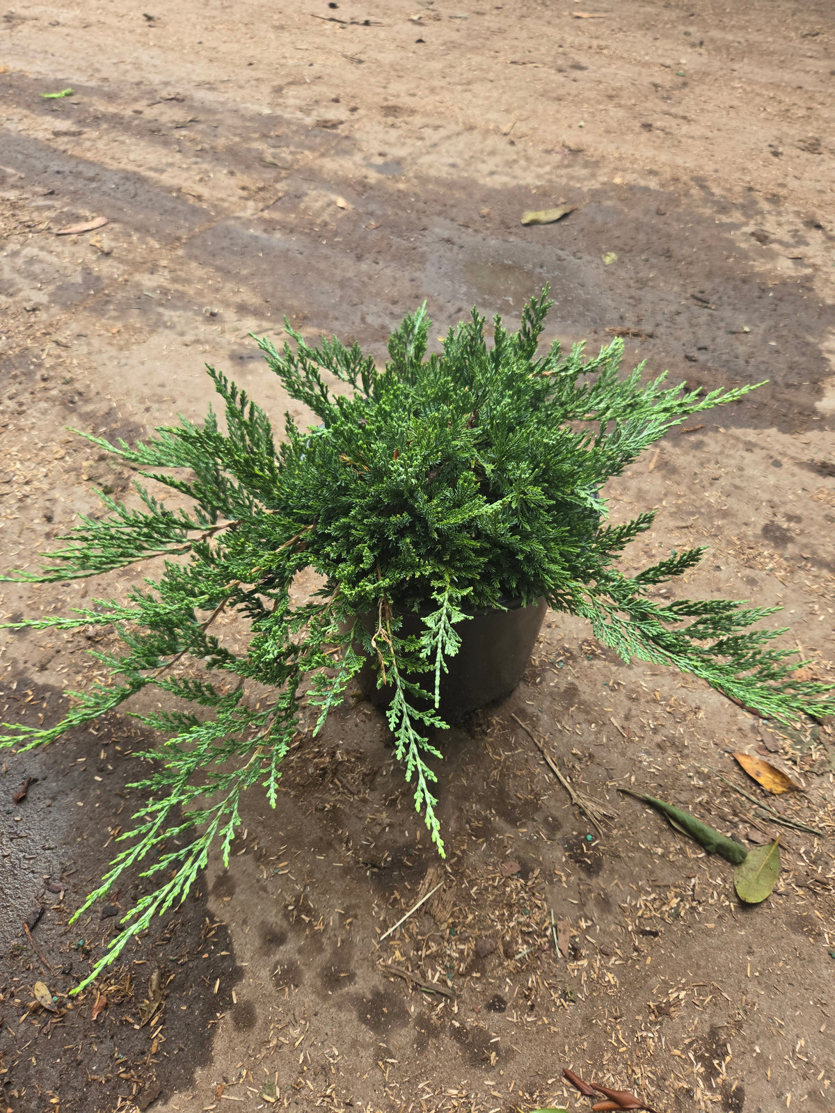 Wiltoni Juniper - photo 2