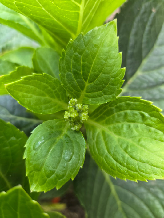 Wee Bit® Innocent Mophead Hydrangea - photo 2