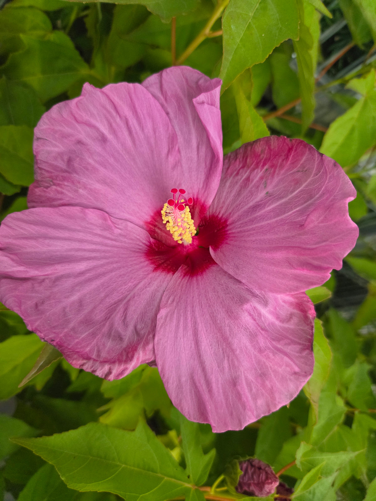 Summerific® Lilac Crush Hardy Hibiscus - photo 3