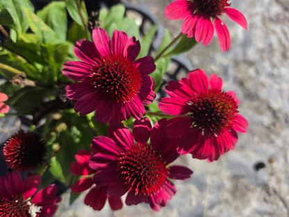 Sunmagic™ Vintage Lipstick Coneflower - photo 3