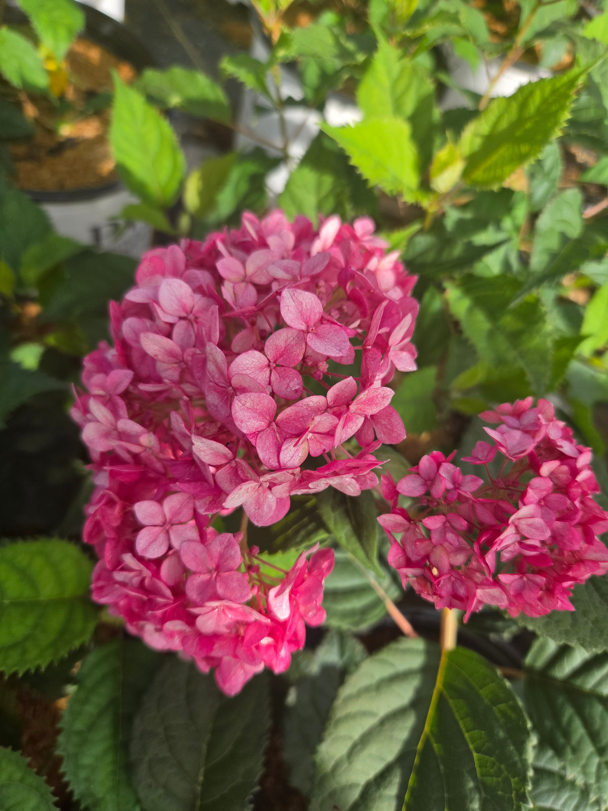 Invincibelle® Ruby Smooth Hydrangea (Hydrangea arb. invincibelle 'Ruby')