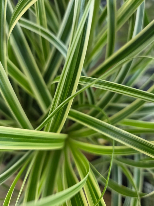 Feather Falls™ Sedge (Carex Feather Falls™)