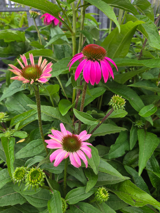 Pow Wow Wild Berry Coneflower - photo 2