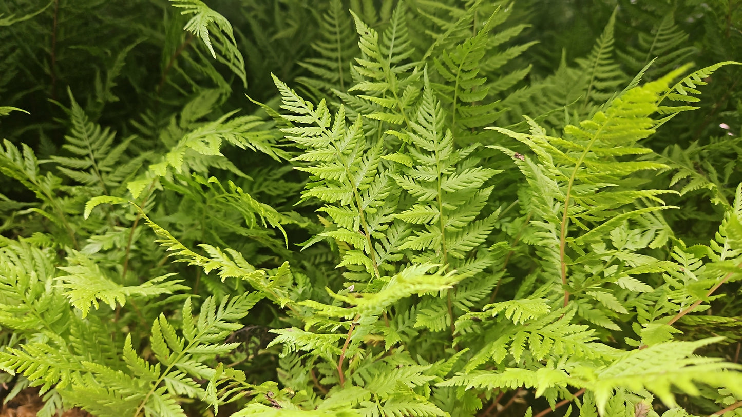 Lady in Red | Lady Fern