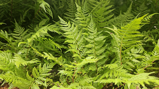 Lady in Red | Lady Fern
