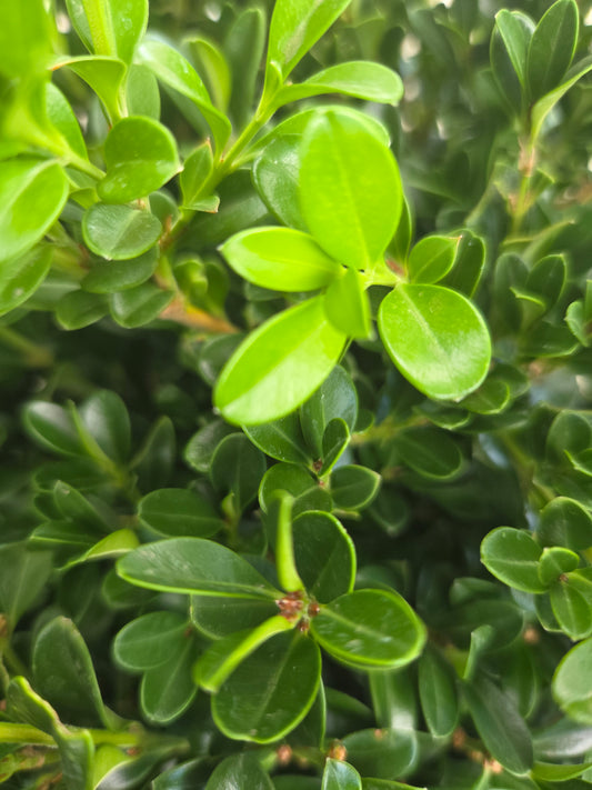 Newgen Independence Boxwood - photo 2