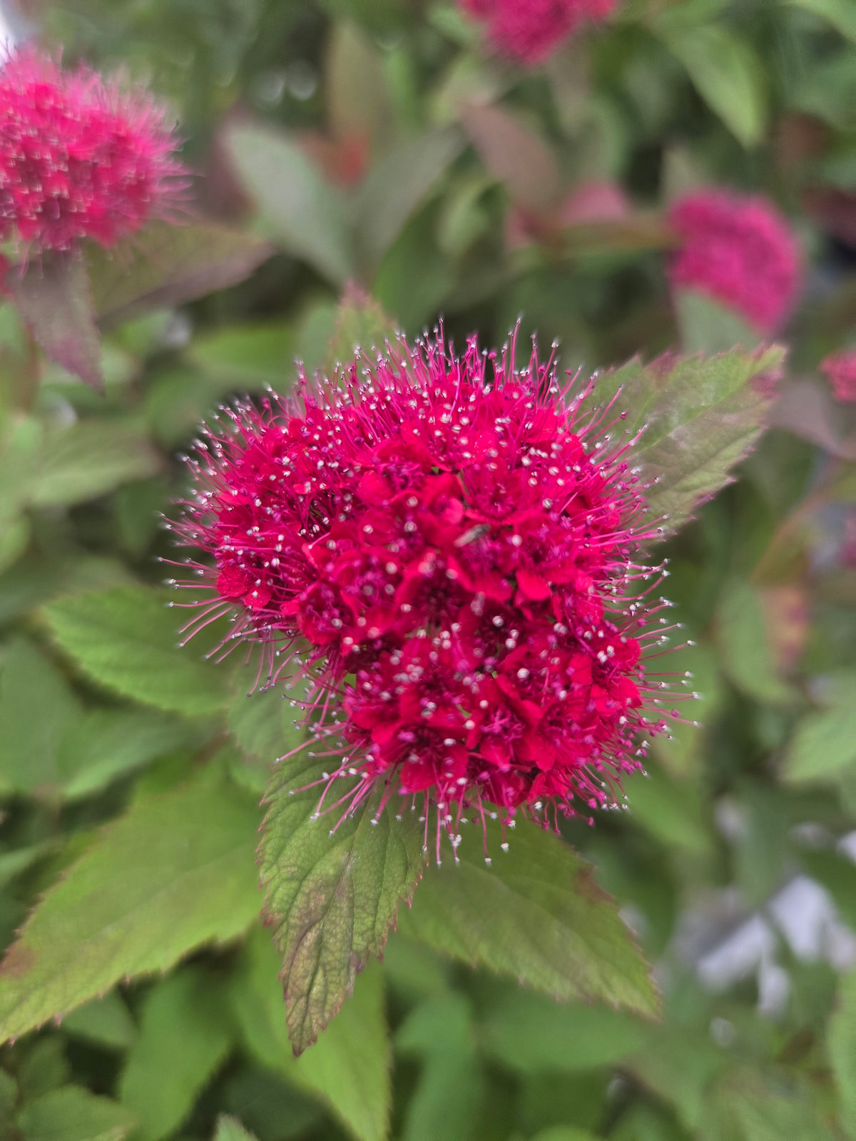 Double Play® Doozie™ Spirea - photo 3