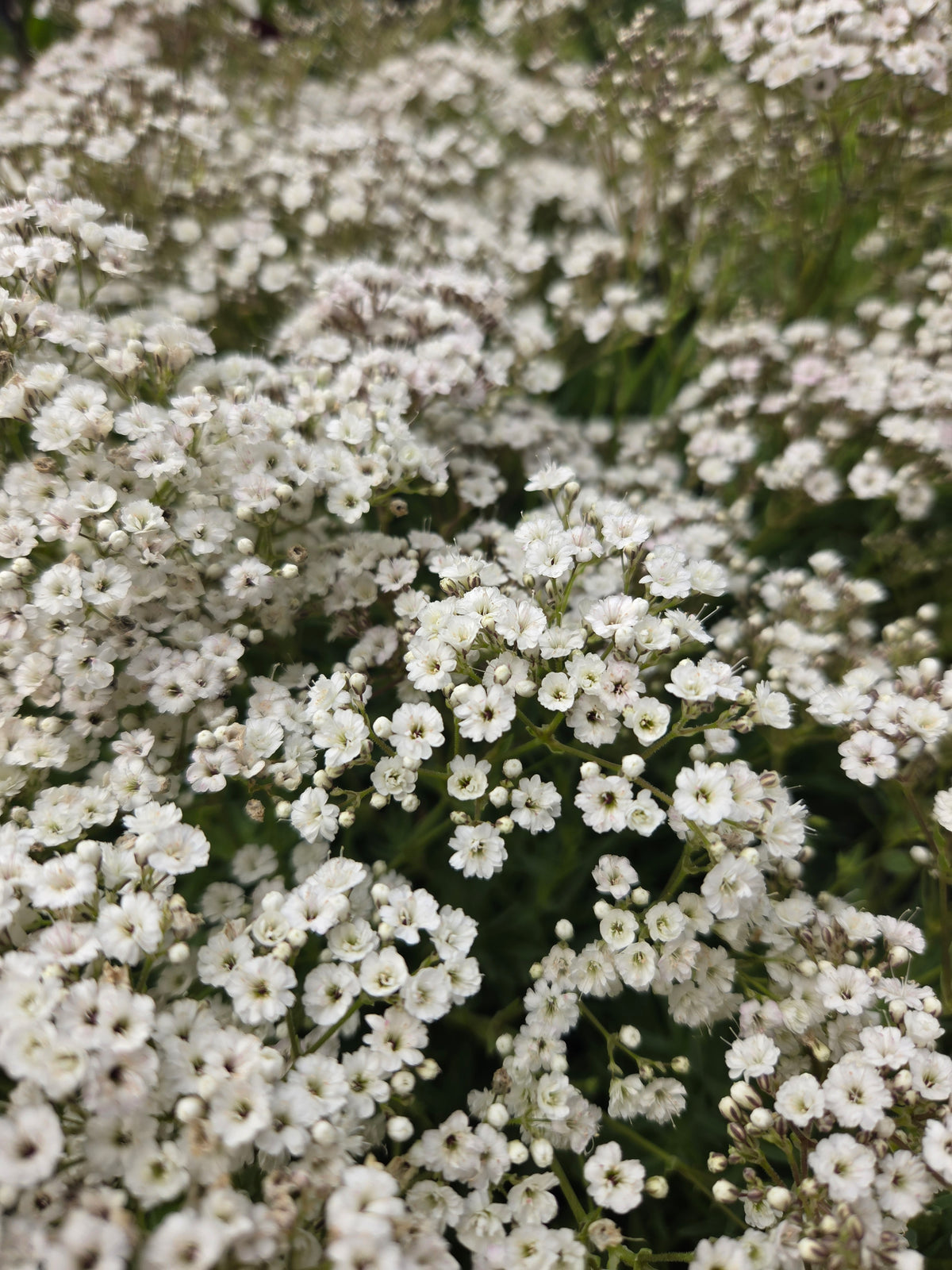 Festival Star® Baby's Breath (Gypsophila paniculata festival star®)