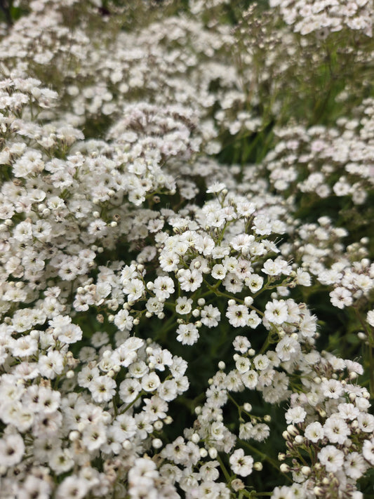Festival Star® Baby's Breath (Gypsophila paniculata festival star®)