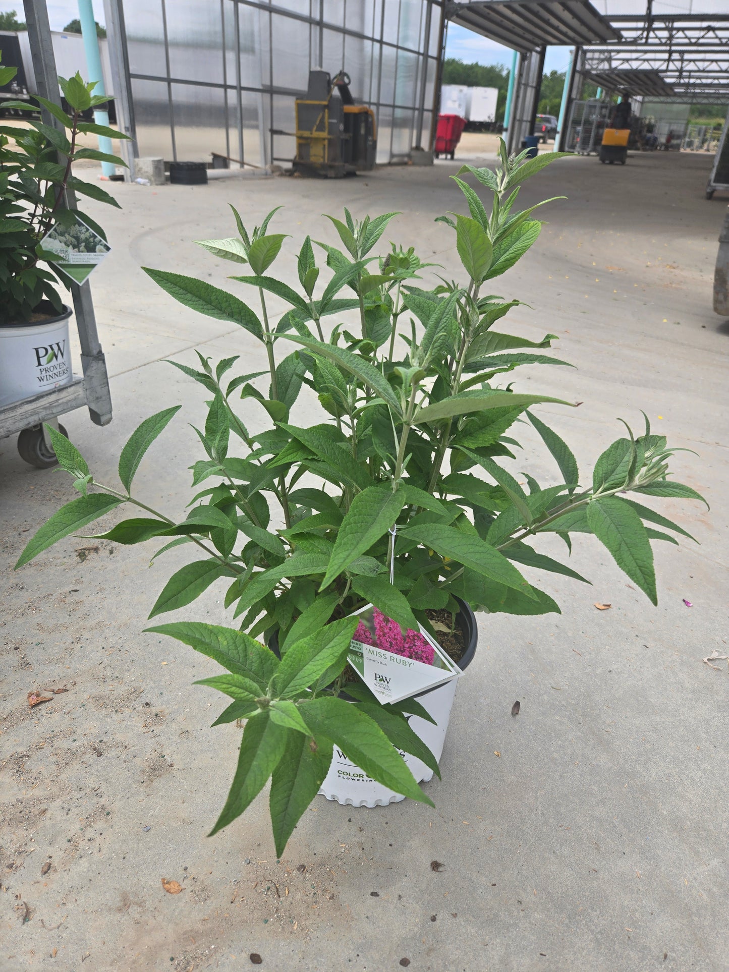 Miss Ruby | Butterfly Bush