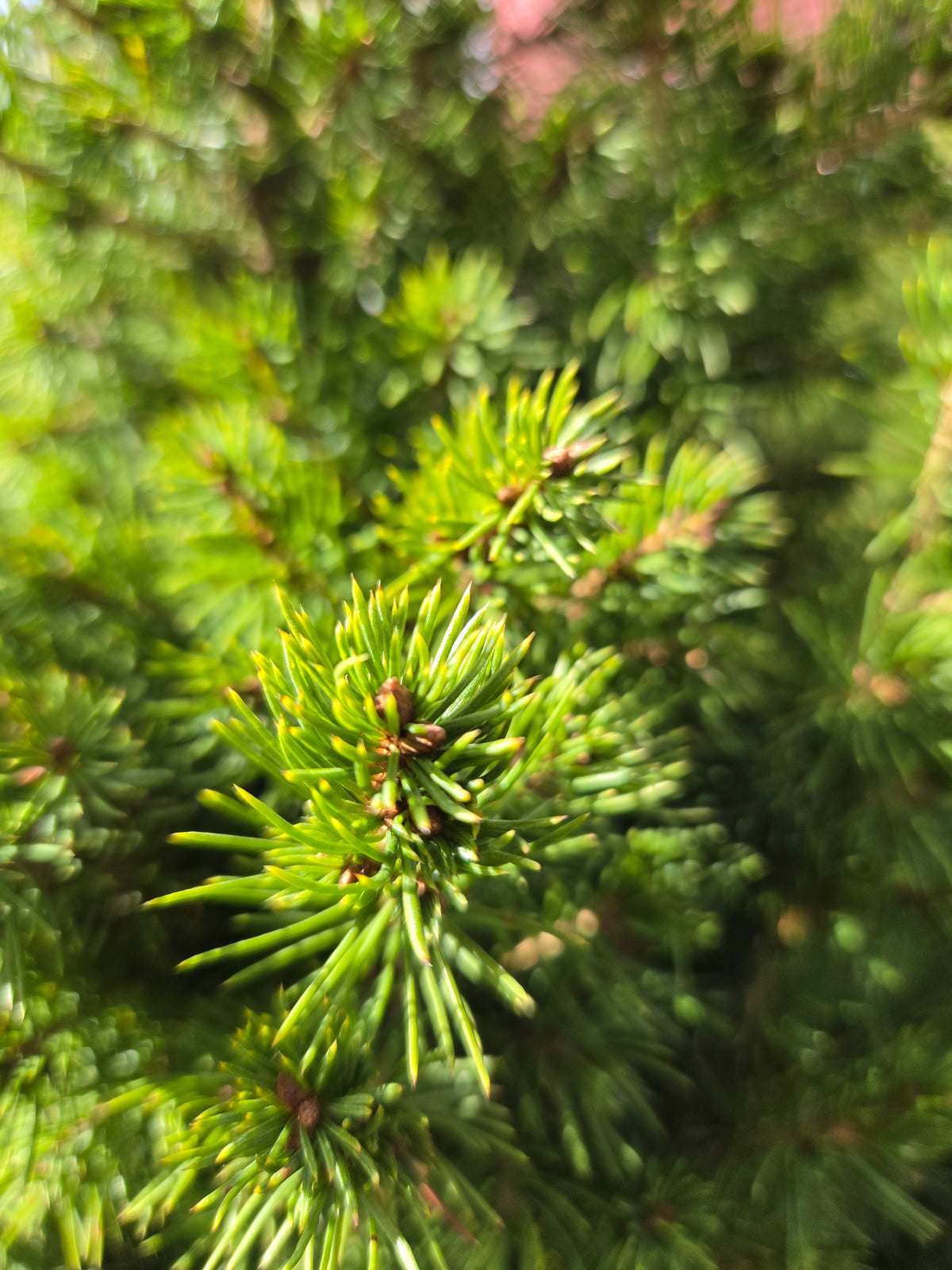 Dwarf Alberta Spruce