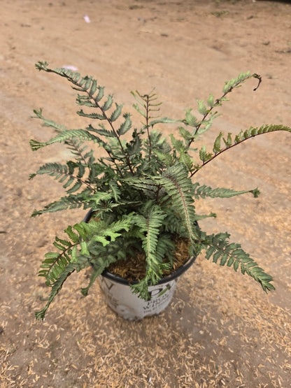Crested Surf | Japanese Painted Fern