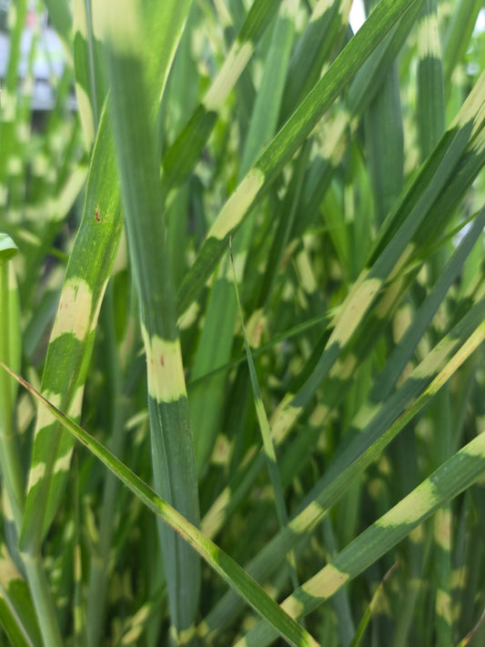 Porcupine Grass
