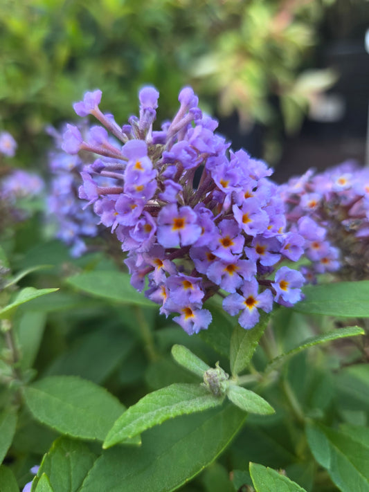 Butterfly Candy Lil Lavender Butterfly Bush - photo 2