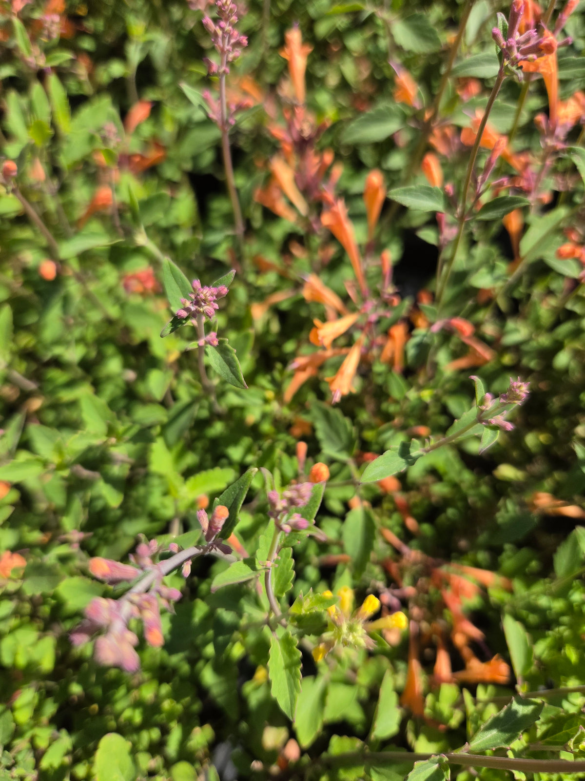Kudos Mandarin Hyssop - photo 2