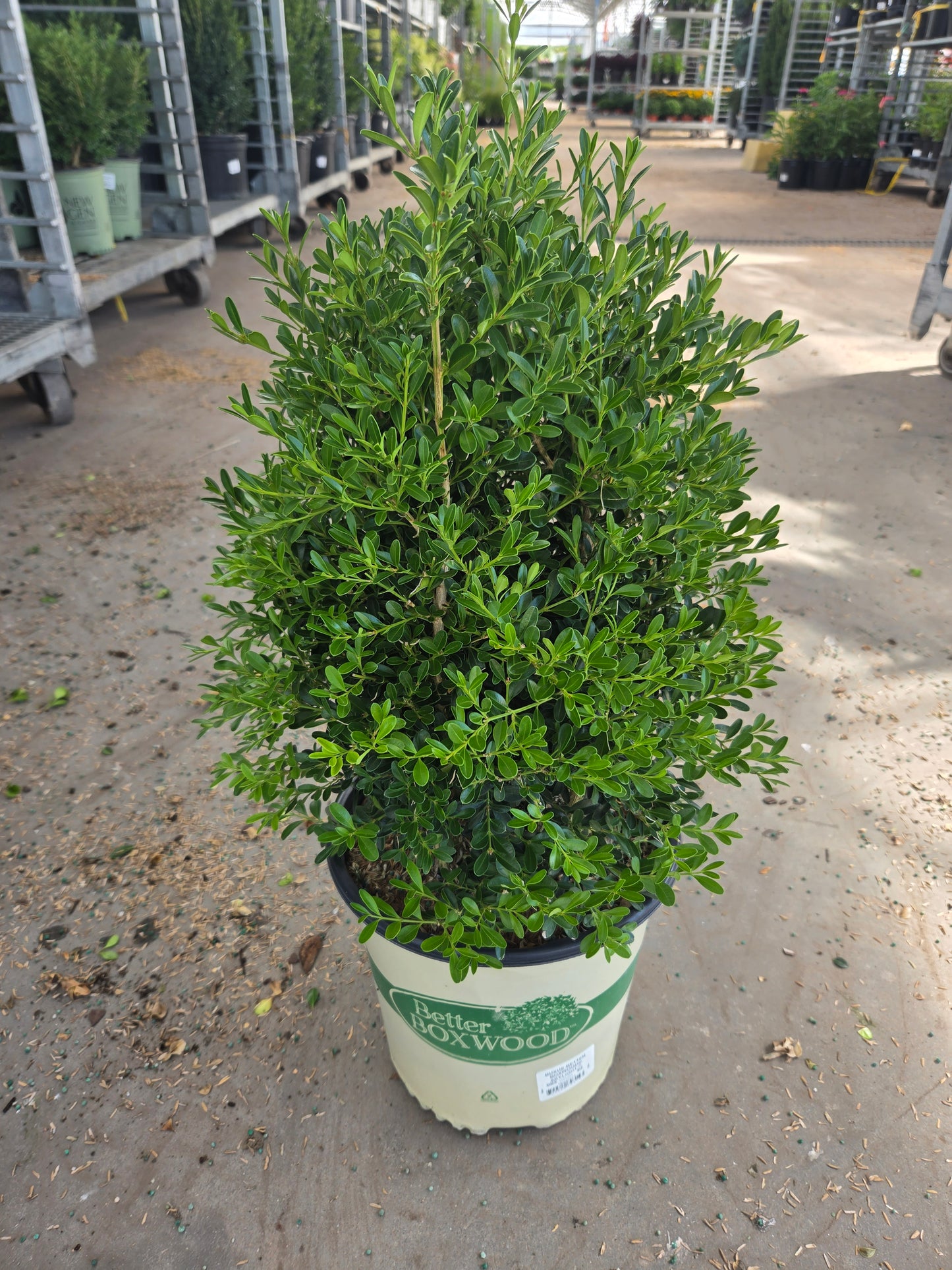 Better Boxwood® Skylight™ | Boxwood