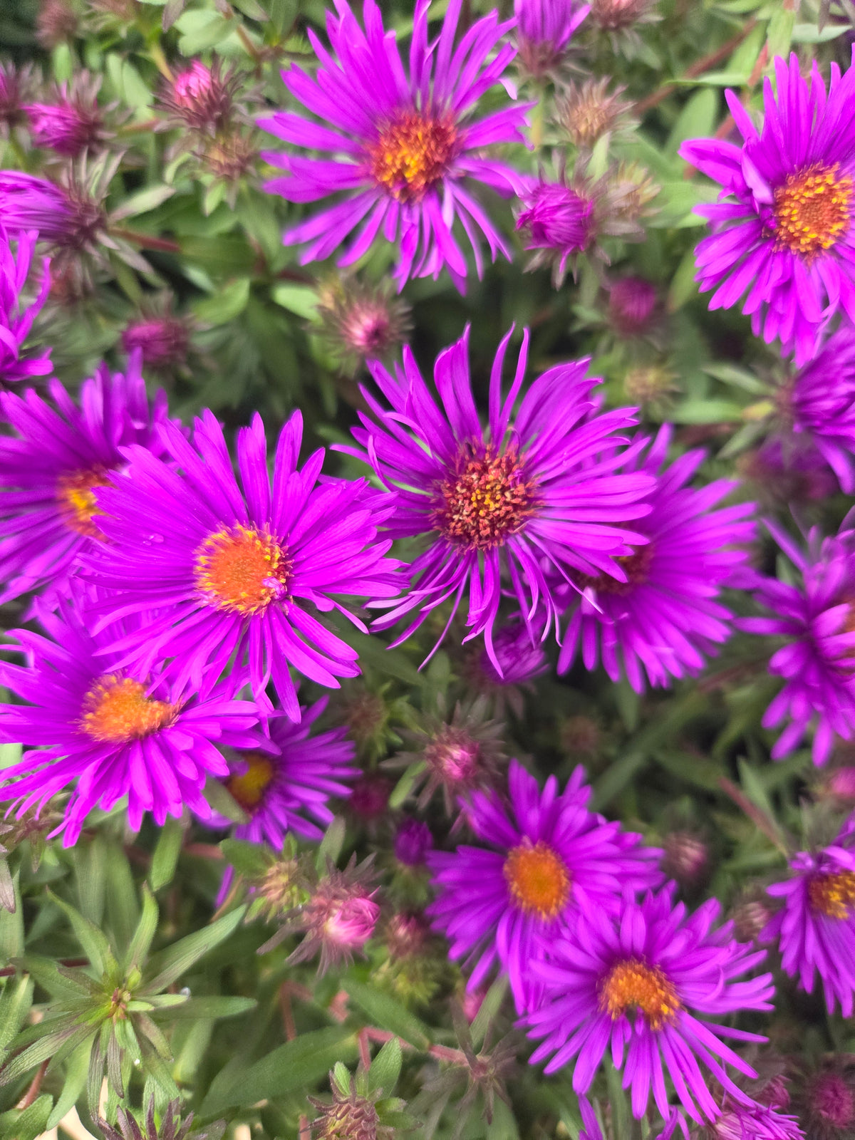 Purple Dome New England Aster - photo 2