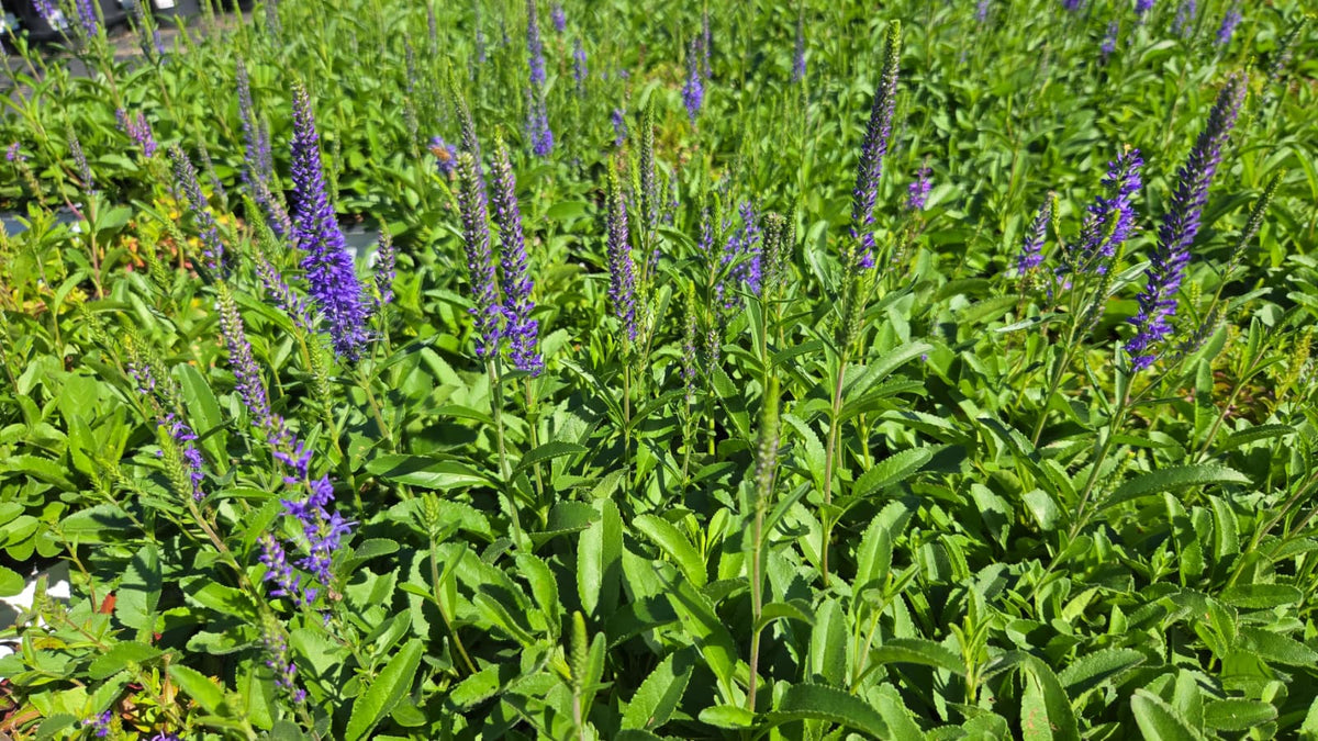 Wizard of Ahhs Speedwell - photo 2