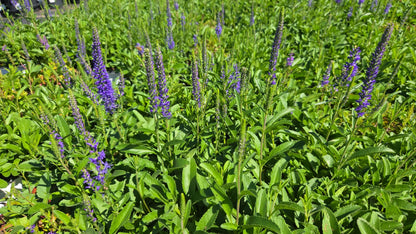 Wizard of Ahhs Speedwell - photo 2