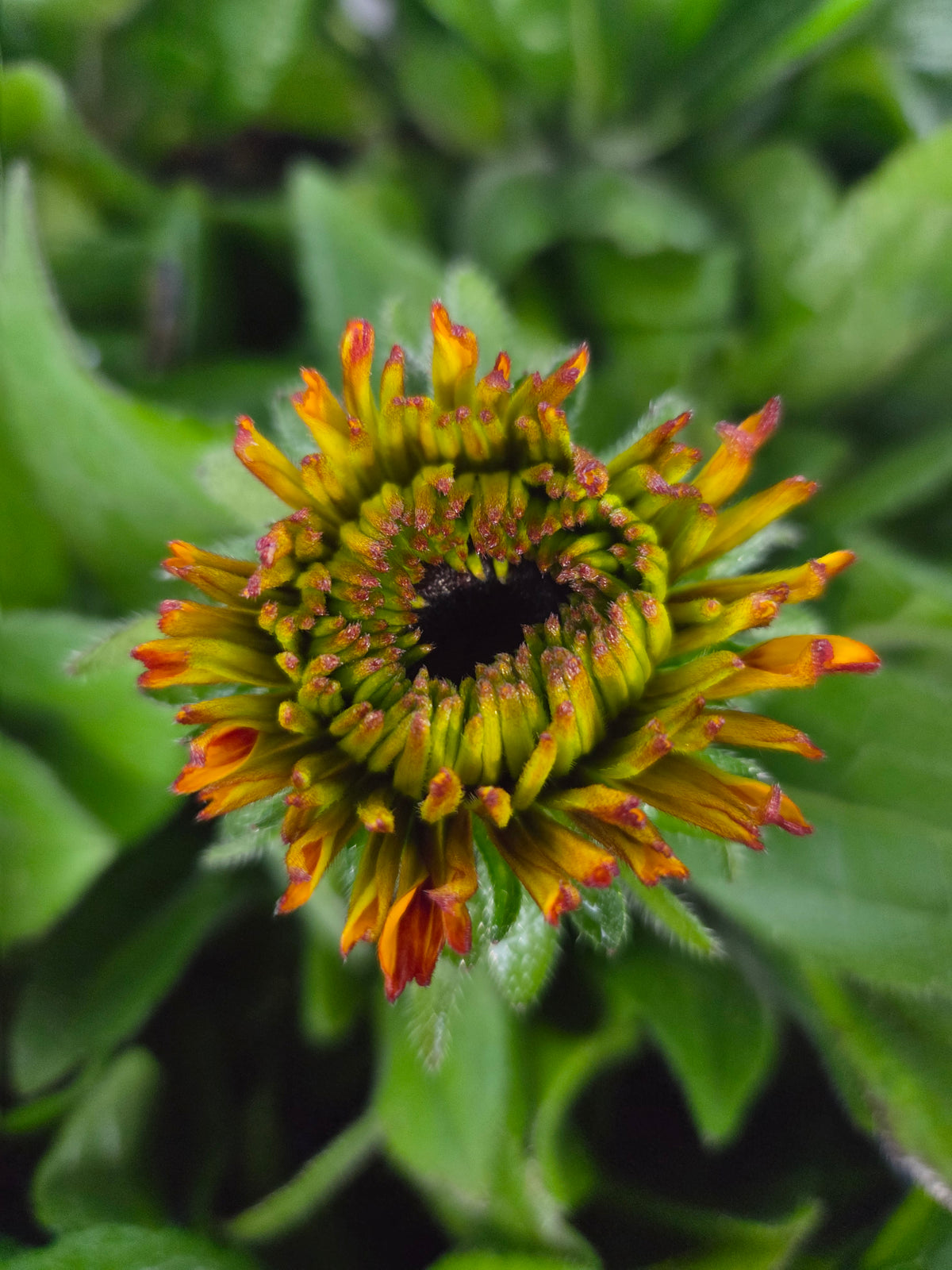 Solar Sisters™ Black-Eyed Susan - photo 2