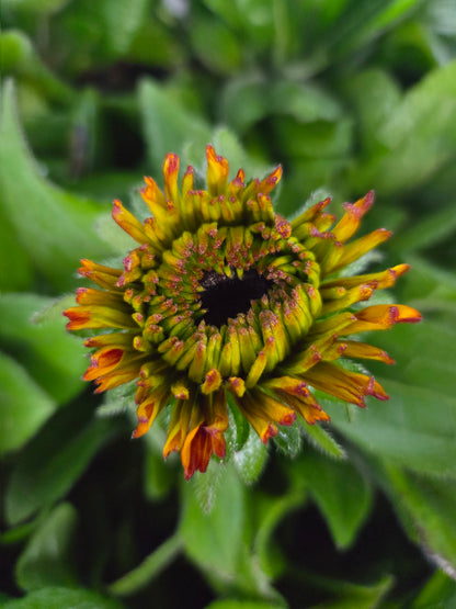Solar Sisters™ Black-Eyed Susan - photo 2