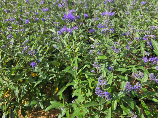 Dark Knight® Bluebeard (Caryopteris x clandonensis 'Dark Knight')