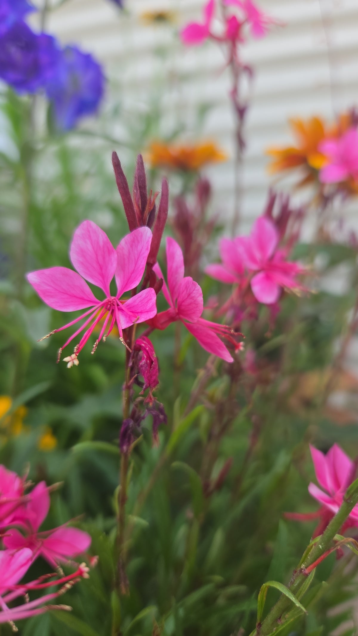 Whirling Butterflies | Beeblossom