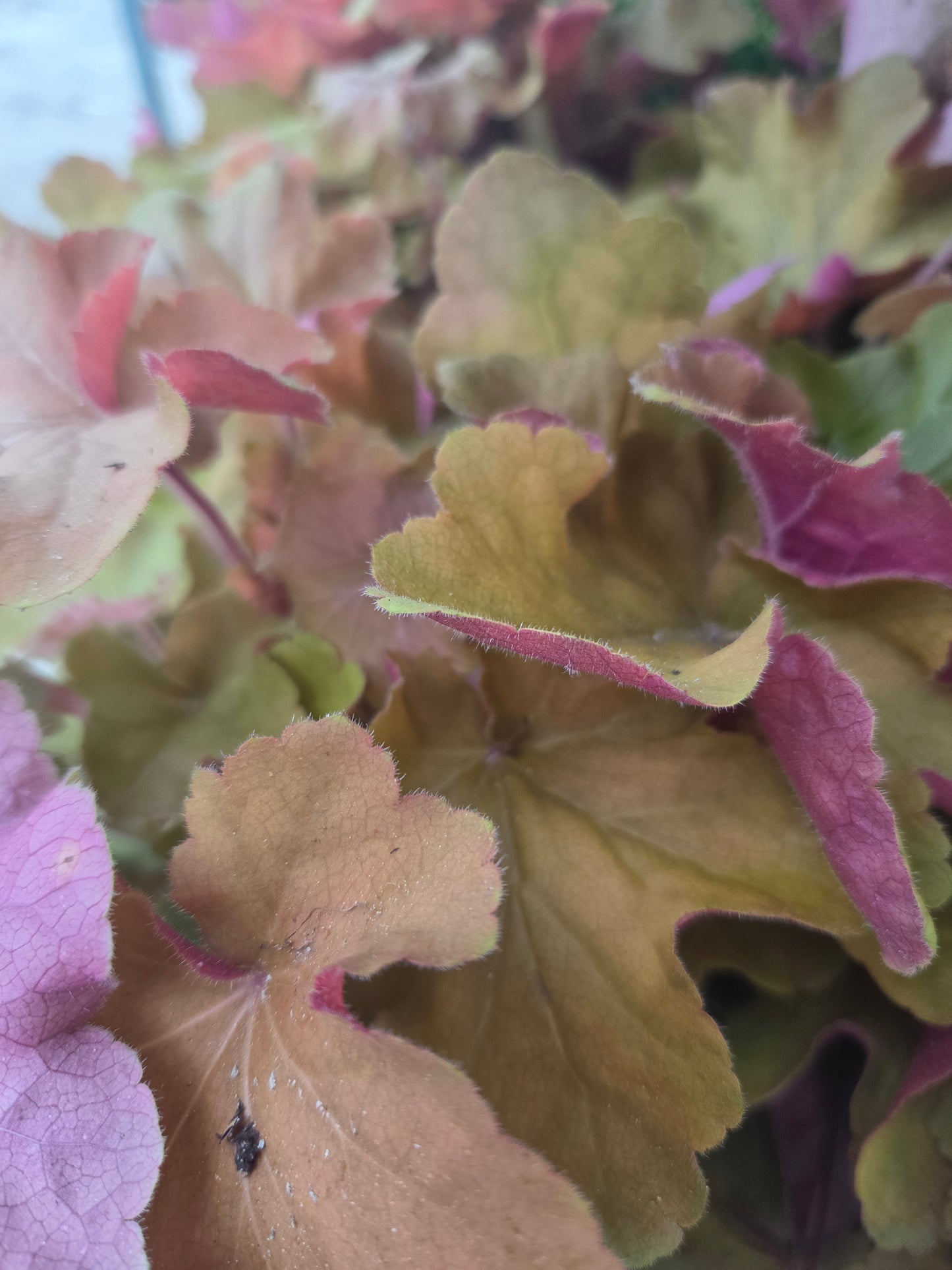 Caramel | Coral Bells