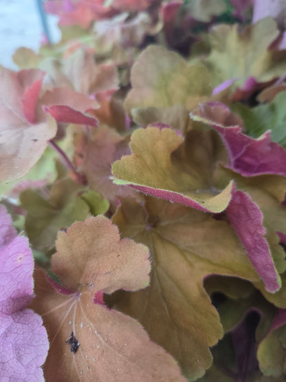 Caramel | Coral Bells