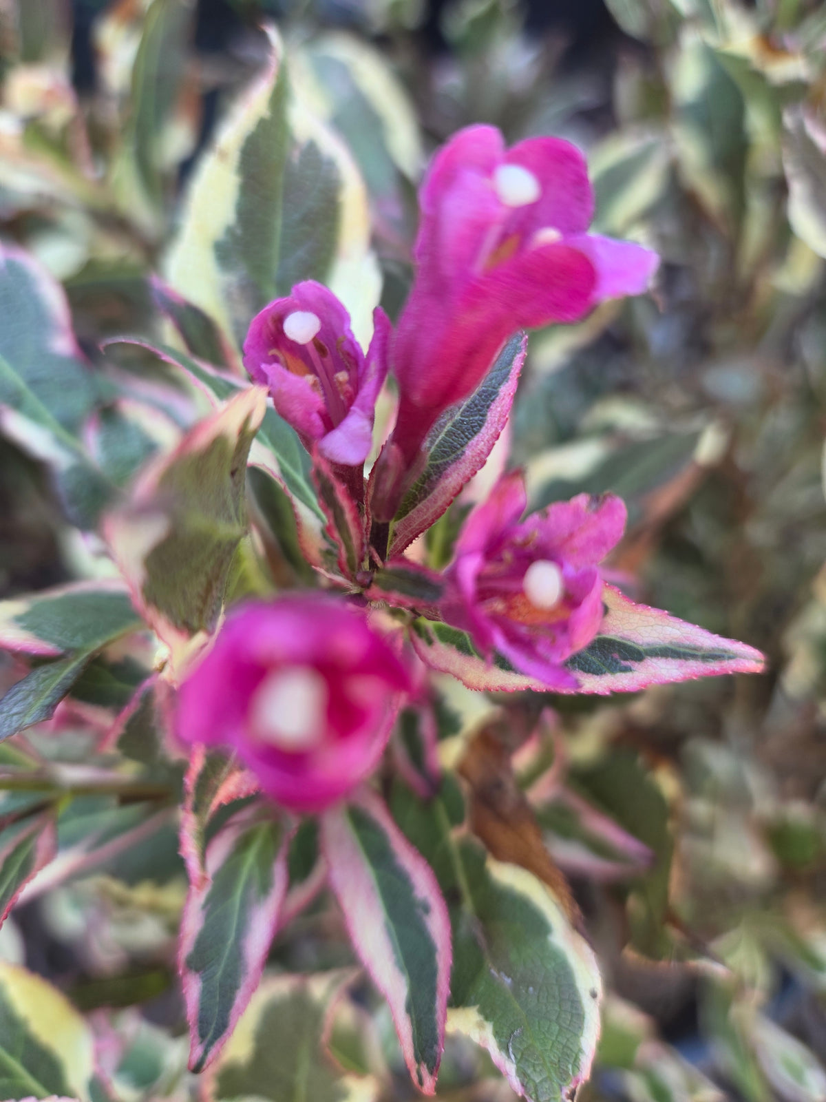My Monet Purple Effect® Weigela - photo 3