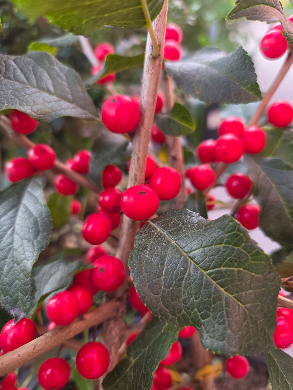 Wildfire | Winterberry