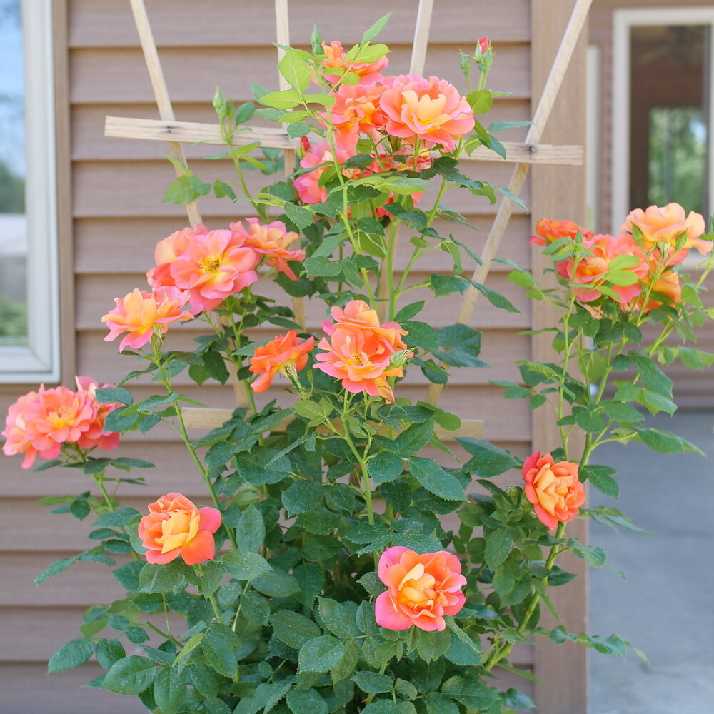 Rise Up™ Emberays Rose Shrub Rose (Rosa rise up emberays)