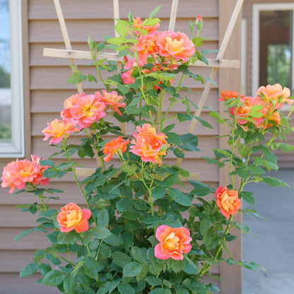 Rise Up™ Emberays Rose Shrub Rose (Rosa rise up emberays)