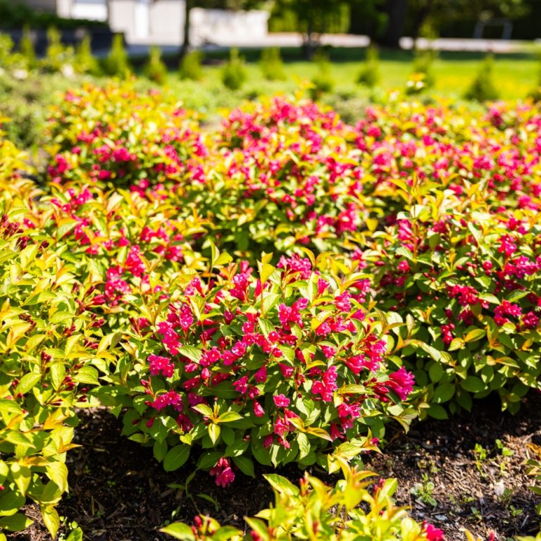 Strobe | Weigela